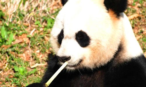 Research-Base-of-Giant-Panda-Breeding,-Sichuan