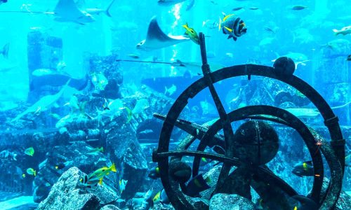 Underwater-World-at-Dubai-Aquarium